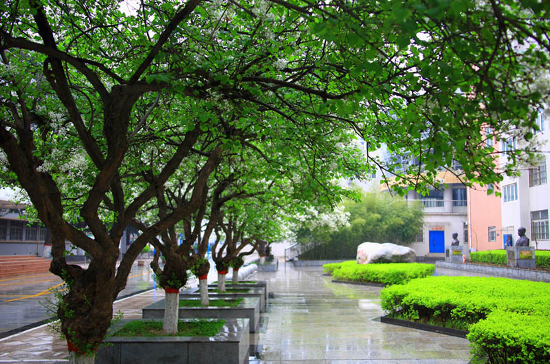 2 剪成碧玉叶层层.jpg