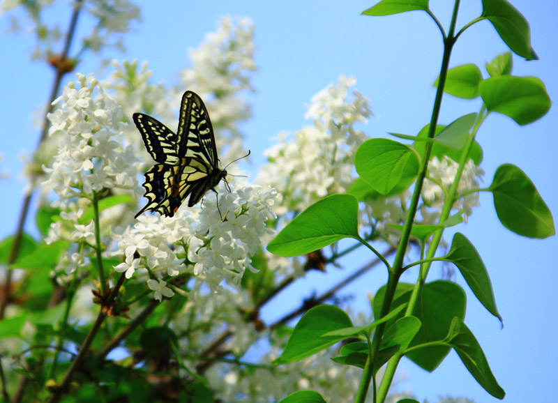 4 丁香千结苦粗生.jpg
