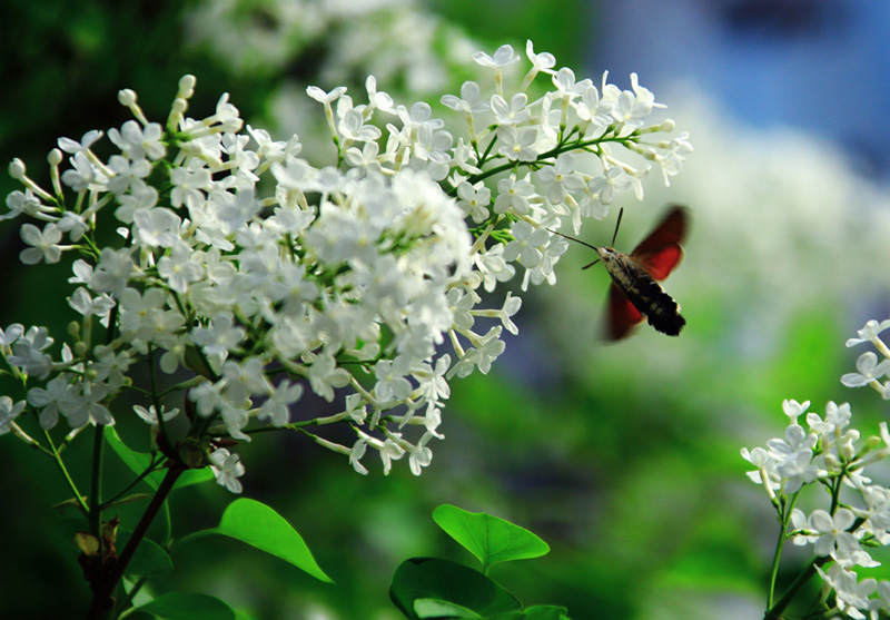 5 风度精神如彦辅.jpg