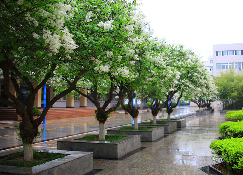 3 梅蕊重重何俗甚.jpg