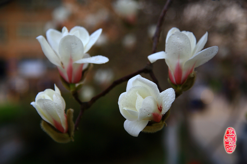 5 玉兰飘香陕铁院.jpg