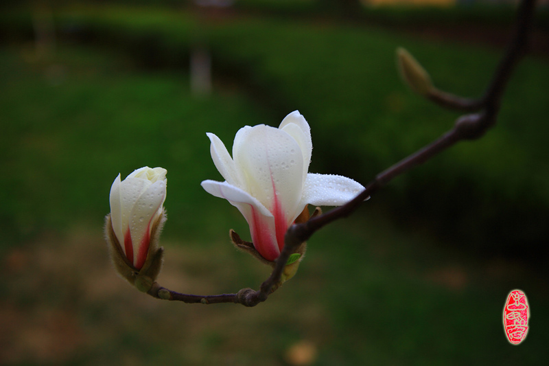 3 玉兰飘香陕铁院.jpg